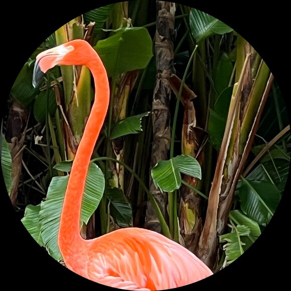 tkoontz23